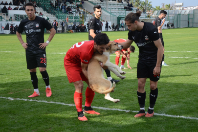 Sahaya köpek var, futbol oynamak istiyor!