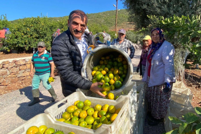 Satsuma mandalinanın ihracat yolculuğu başlıyor