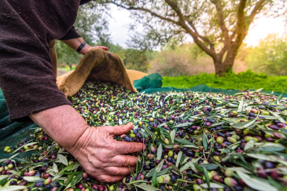 Zeytin ihracatı 210 milyon dolara ulaştı